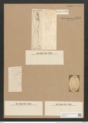 Amphiprora gigantea Grun. (de-Toni-Nr.: Genus 29, Species 1318) Zeichnungen Sammlung Grunow Nr. 2543 (NHMW-BOT-W0369717)
